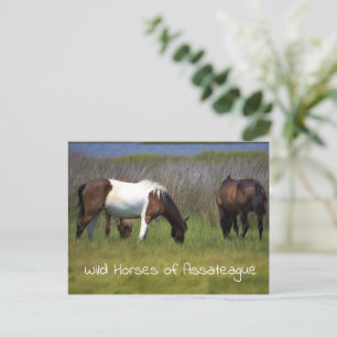 Carte postale Chevaux sauvages d'Assateague