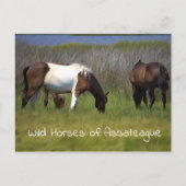 Carte postale Chevaux sauvages d'Assateague (Devant)