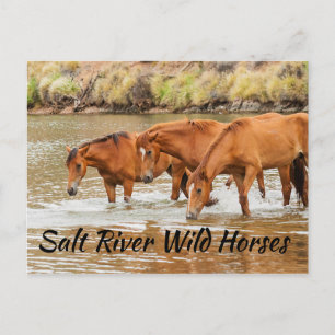 Carte Postale Chevaux sauvages de la rivière Salt