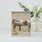 Carte Postale Chevaux sauvages Infirmier sans texte (Debout devant)