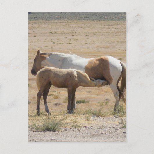 Carte Postale Chevaux sauvages Infirmier sans texte (Devant)