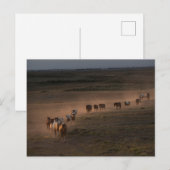 Carte Postale Chevaux Sauvages Marchant Vers le Désert (Devant / Derrière)