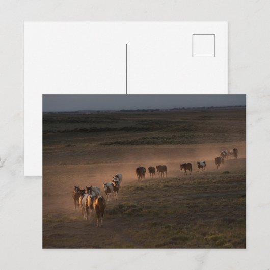 Carte Postale Chevaux Sauvages Marchant Vers le Désert (Devant / Derrière)