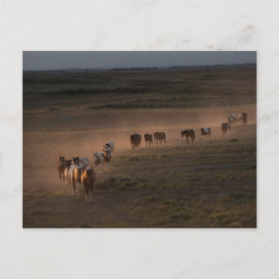 Carte Postale Chevaux Sauvages Marchant Vers le Désert