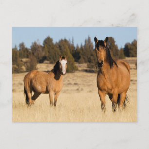 Carte Postale Chevaux sauvages, montagnes Steens