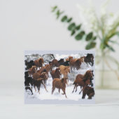 Carte Postale Chevaux sauvages pilotés (Debout devant)