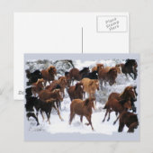 Carte Postale Chevaux sauvages pilotés (Devant / Derrière)