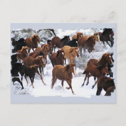 Carte Postale Chevaux sauvages pilotés (Devant)