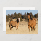 Carte Postale Chevaux sauvages, Steens Mountains (Devant / Derrière)
