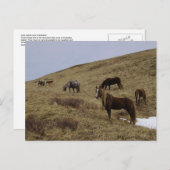 Carte Postale Chevaux sauvages sur l'île de l'Unalaska (Devant / Derrière)