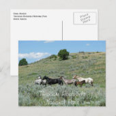 Carte Postale Chevaux sauvages, Theodore Roosevelt NP, Dakota du (Devant / Derrière)