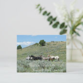 Carte Postale Chevaux sauvages, Theodore Roosevelt NP, Dakota du (Debout devant)