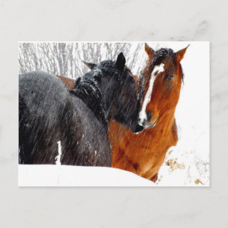 Carte Postale Chevaux s'embrasser dans la neige