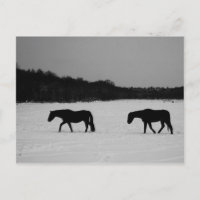 Chevaux Sur La Neige Pccna