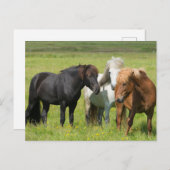 Carte Postale Chevaux sur le Ranch, sud de l'Islande (Devant / Derrière)