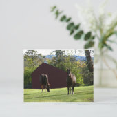 Carte Postale Chevaux sur le terrain (Debout devant)