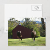 Carte Postale Chevaux sur le terrain (Devant / Derrière)