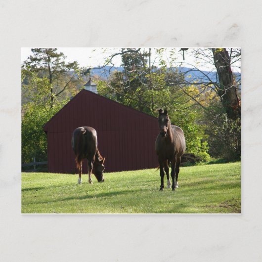 Carte Postale Chevaux sur le terrain (Devant)