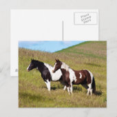 Carte Postale Chevaux sur le versant de la colline (Devant / Derrière)