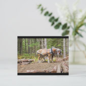 Carte Postale Chevaux trappeurs dans les bois du Maine (Debout devant)