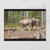 Chevaux trappeurs dans les bois du Maine