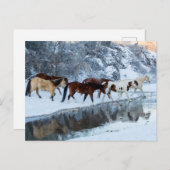 Carte Postale Chevaux traversant le ruisseau (Devant / Derrière)