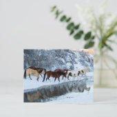 Carte Postale Chevaux traversant le ruisseau (Debout devant)