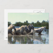 Carte Postale Chevaux traversant l'eau (Devant / Derrière)