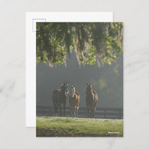 Carte Postale Chevaux trois quarts debout dans la fosse