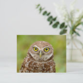 Carte Postale Chevêche des terriers en Floride (Debout devant)