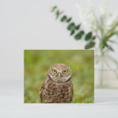 Carte Postale Chevêche des terriers en Floride (Debout devant)