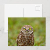 Carte Postale Chevêche des terriers en Floride (Devant / Derrière)