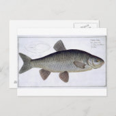 Carte Postale Chevesne (Cyprinus Jeses) planche VI de 'Ichthyolo (Devant / Derrière)