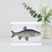 Carte Postale Chevesne (Cyprinus Jeses) planche VI de 'Ichthyolo (Debout devant)