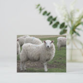 Carte Postale Cheviot (Debout devant)