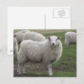 Carte Postale Cheviot (Devant / Derrière)