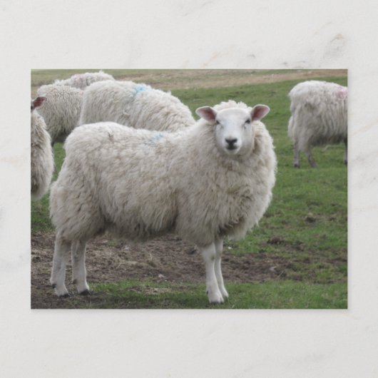 Carte Postale Cheviot (Devant)