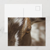 Carte Postale Chèvre (Devant / Derrière)