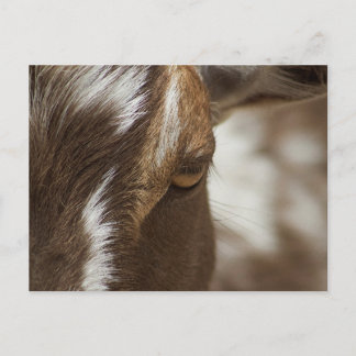 Carte Postale Chèvre