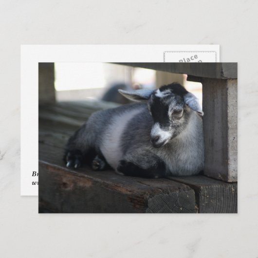 Carte postale chèvre (Devant / Derrière)