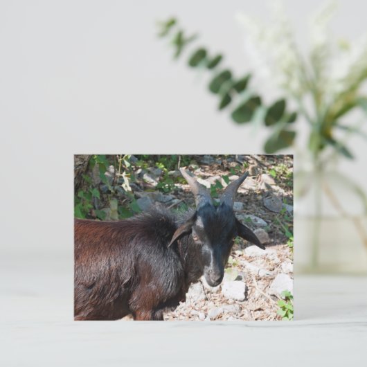 Carte Postale Chèvre (Debout devant)