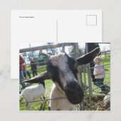 Carte Postale Chèvre (Devant / Derrière)