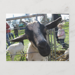 Carte Postale Chèvre