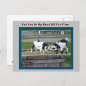 Carte postale chèvre (Devant / Derrière)