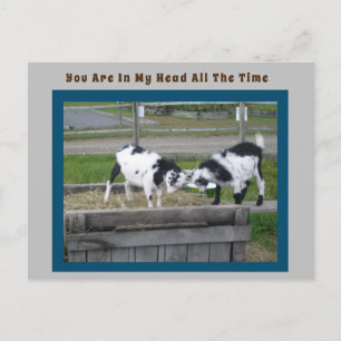 Carte postale chèvre