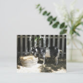 Carte Postale chèvre (Debout devant)