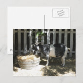 Carte Postale chèvre (Devant / Derrière)