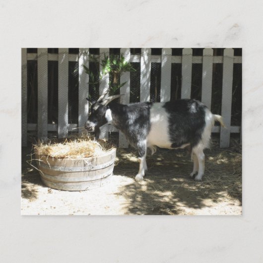 Carte Postale chèvre (Devant)