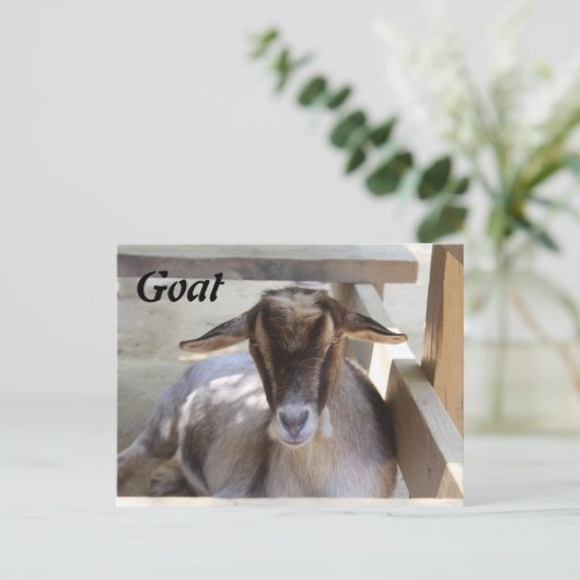 Carte Postale Chèvre (Debout devant)