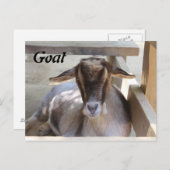 Carte Postale Chèvre (Devant / Derrière)